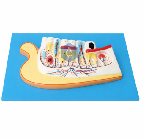 Human Lower Jaw with Teeth Model